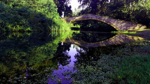 Reflection of trees in lake