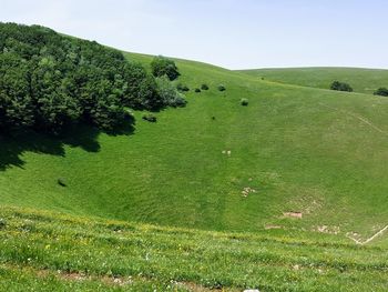 Scenic view of agricultural field against sky