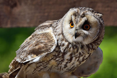 Close-up portrait of owl