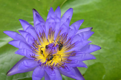 Close-up of honey bee pollinating on purple flower