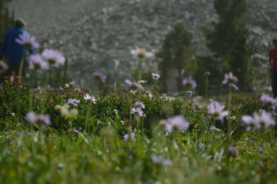 Flowers growing in field