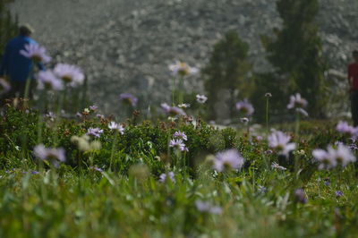 Flowers growing in field