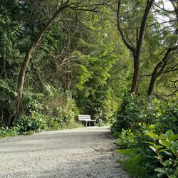 Road amidst trees in forest