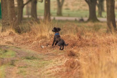 Dog on field