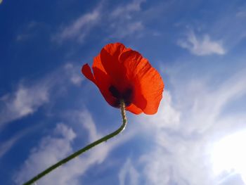 Close-up of yellow flower against sky