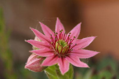 Close-up of pink flowering plant 