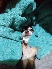High angle view of dog relaxing on sofa