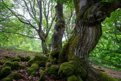 Trees growing in forest