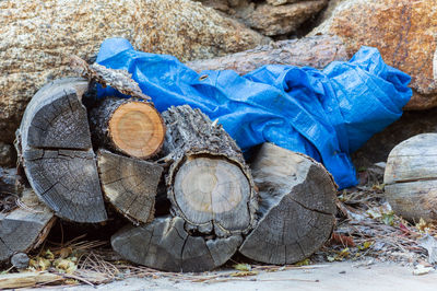 Stack of logs in forest