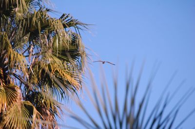 Low angle view of plants against clear blue sky