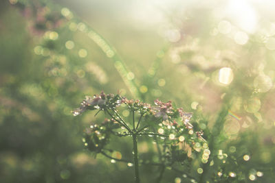 Close-up of wet plant