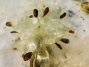 Close-up of honey bee on flower