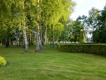 Trees on grassy field