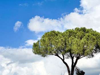 Low angle view of tree against sky