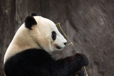 Panda eating bamboo with blurred background 