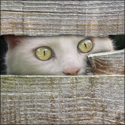 Close-up portrait of a cat