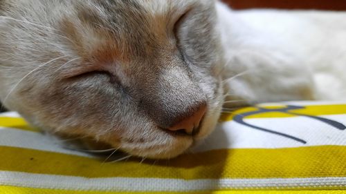 Close-up of cat sleeping on bed