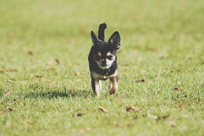 Portrait of dog on field