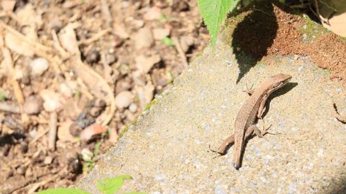 Close-up of a lizard on rock