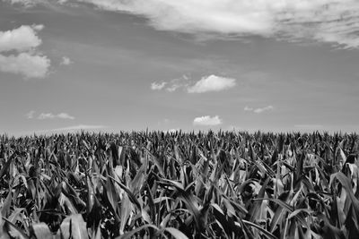 View of crop in field