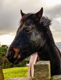 Close-up of a horse