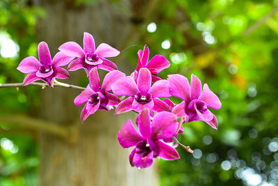 Close-up of pink orchid flowers