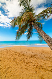 Palm tree on beach against sky