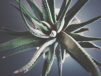 Close-up of fresh green plant