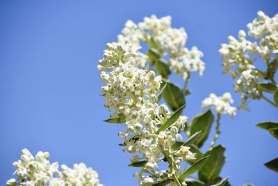 Low angle view of white flowering plant against clear blue sky