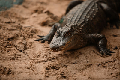 Close-up of lizard on sand