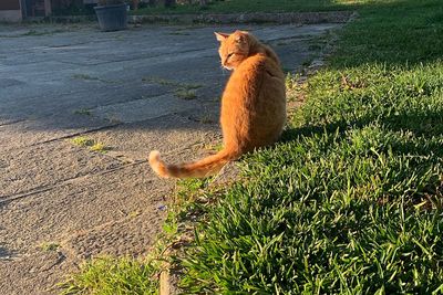 Full length of a cat on field