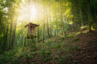 Hunting stand on a mountainside in a beautiful green forest on a sunny autumn day