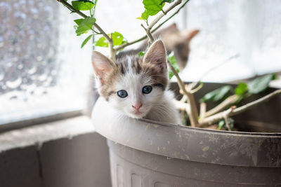 Close-up portrait of a cat