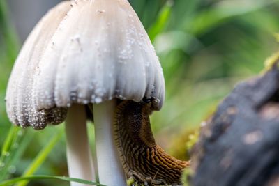 Close-up of insect on flower