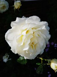 Close-up of water drops on rose