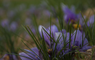 Close-up of purple crocus flowers on field