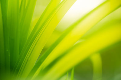 Full frame shot of palm leaf