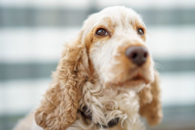 Close-up of dog relaxing outdoors