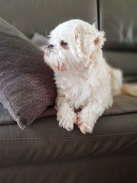 Close-up of dog resting on sofa at home