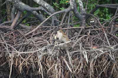 View of birds in nest