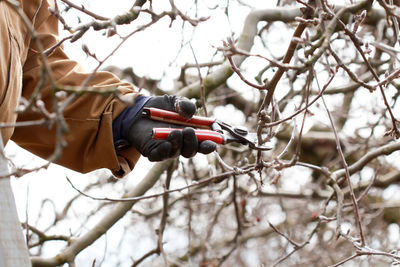 Cropped hand cutting branches with pruning shears during winter