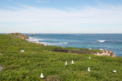 Scenic view of sea against sky