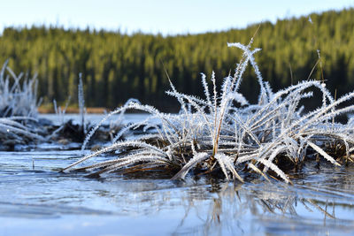 Close-up of frozen plants on land