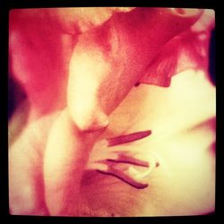 Close-up of pink flowers