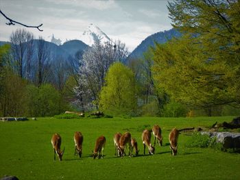 Horses in a field