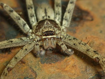 Close-up of spider