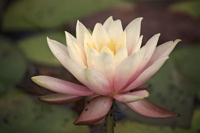 Close-up of water lily in lake