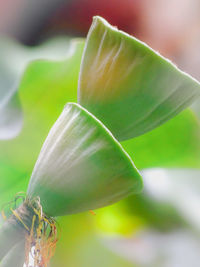 Close-up of green plant