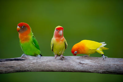 View of birds perching on branch