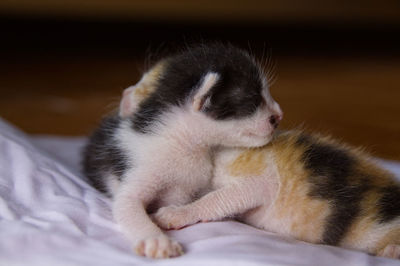 Close-up of kitten sleeping on bed